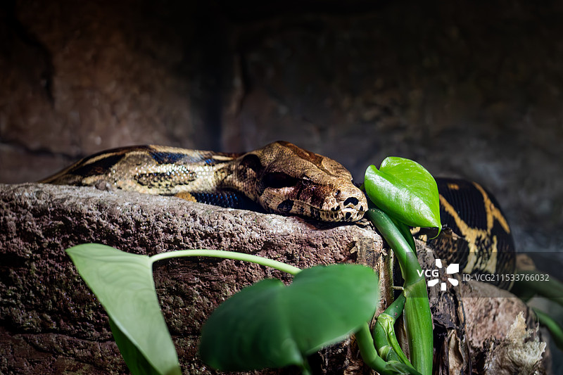 网纹蟒图片素材