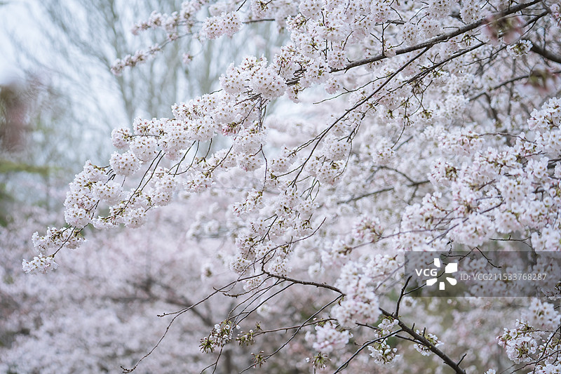 春季樱花低视角图片素材