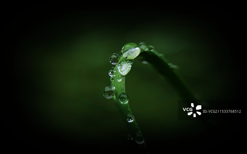 露珠落在树叶上的特写镜头图片素材