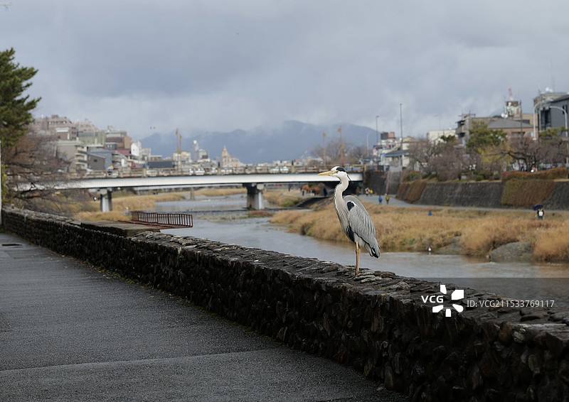 京都鸭川河畔苍鹭图片素材