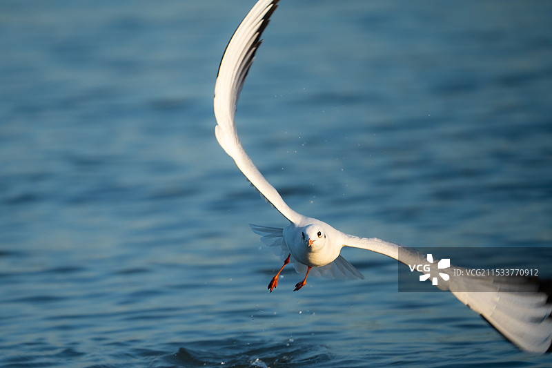 红嘴鸥，候鸟，鸟图片素材