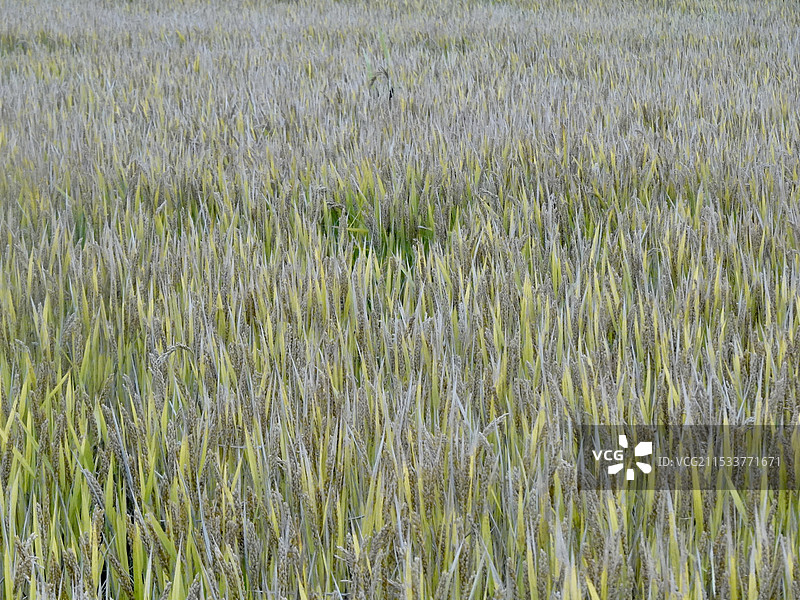 晚秋的稻田图片素材