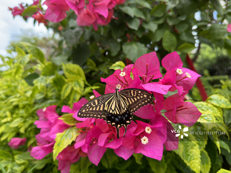 三角梅与蝴蝶图片素材
