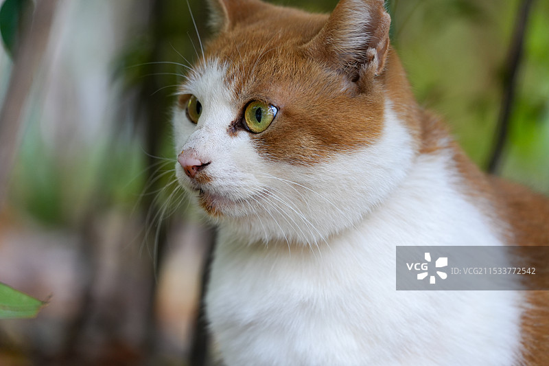 橘猫上半身特写图片素材