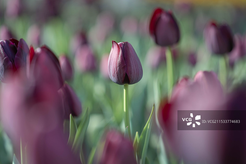 郁金香图片素材