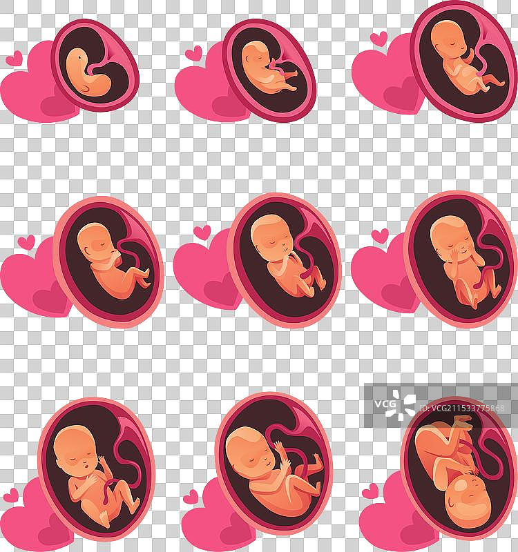 胚胎月份阶段生长胎儿发育图片素材