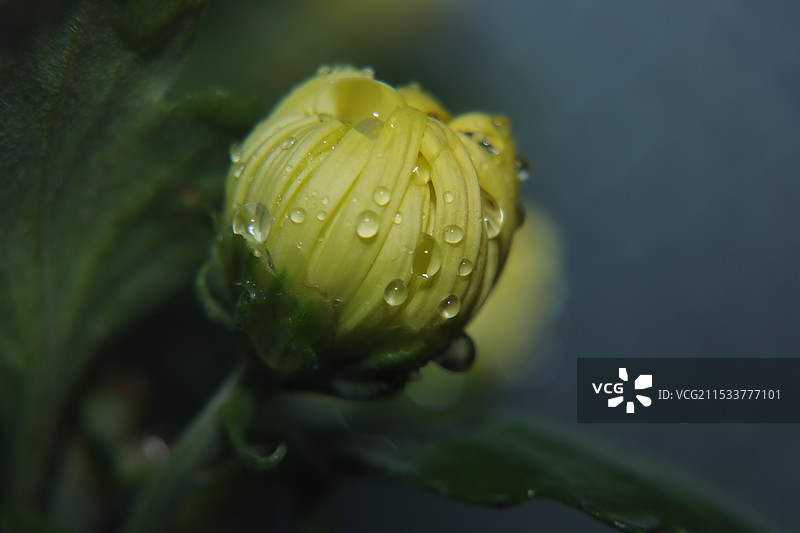 雨滴落在树叶上的特写镜头图片素材