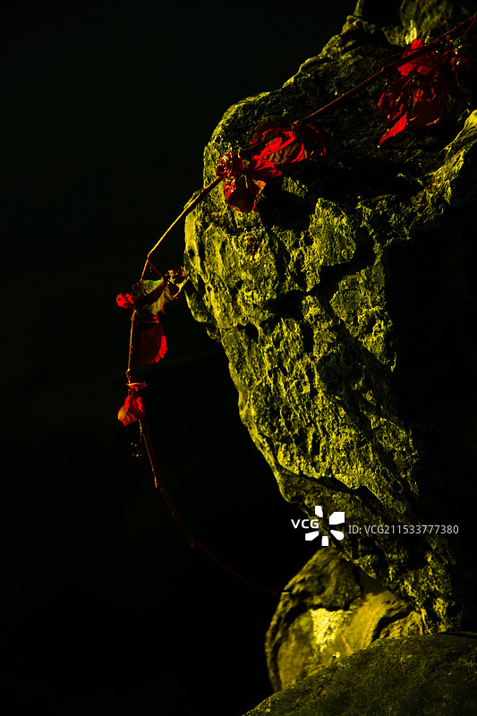 阳光下的红树腾条与岩石图片素材