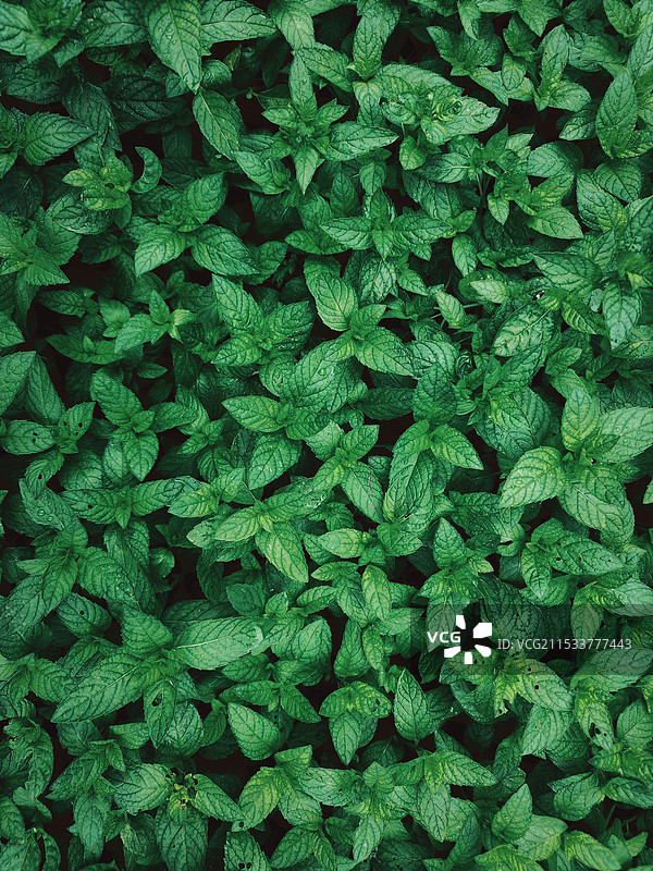 薄荷的全帧拍摄图片素材