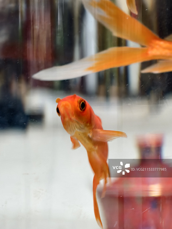 鱼儿在鱼缸里游泳的特写镜头图片素材