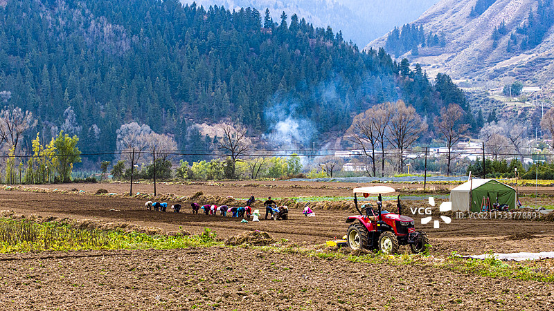 草药种植季图片素材