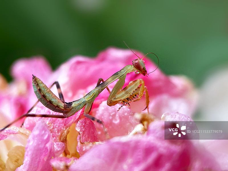 花中栖息的小螳螂图片素材