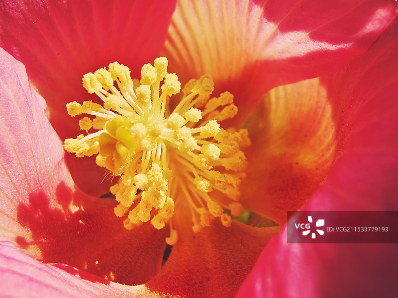 木芙蓉图片素材