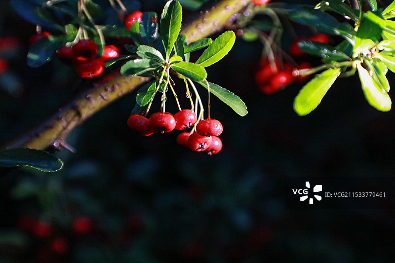 欧洲火棘图片素材