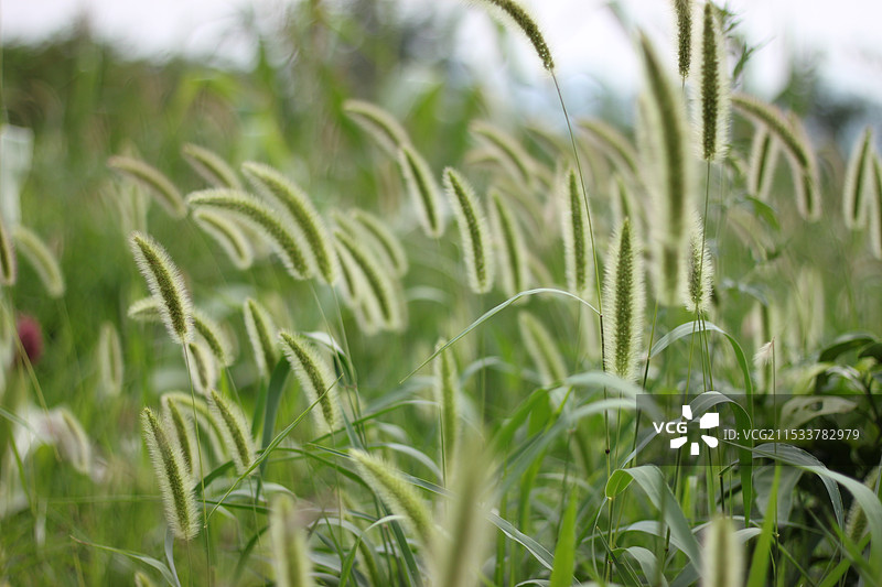 阳光下的狗尾草图片素材
