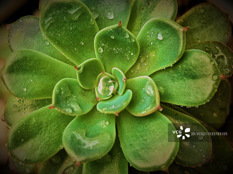 肉质植物全帧拍摄图片素材