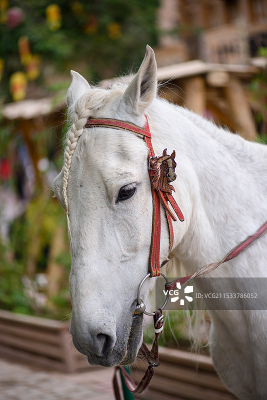 白龙马图片素材
