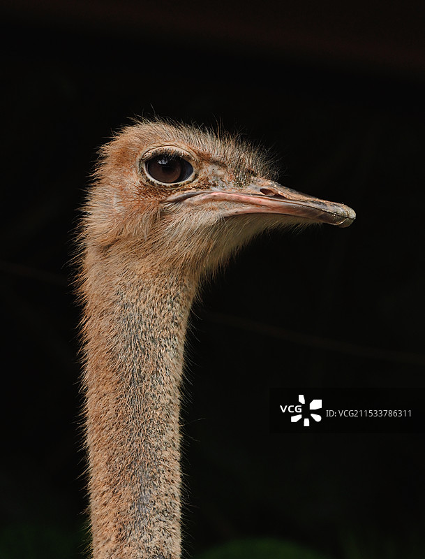 广州长隆野生动物园的鸵鸟图片素材