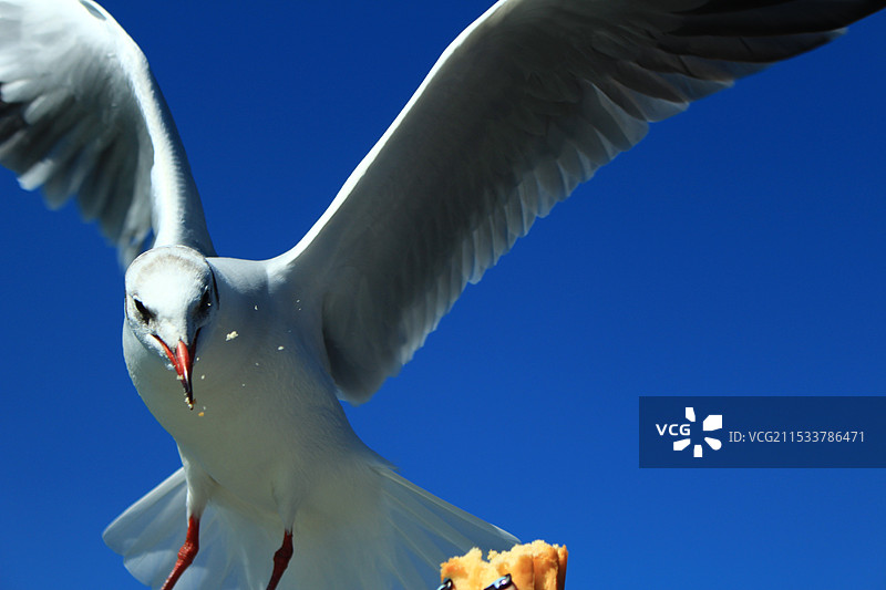 干饭的海鸥图片素材