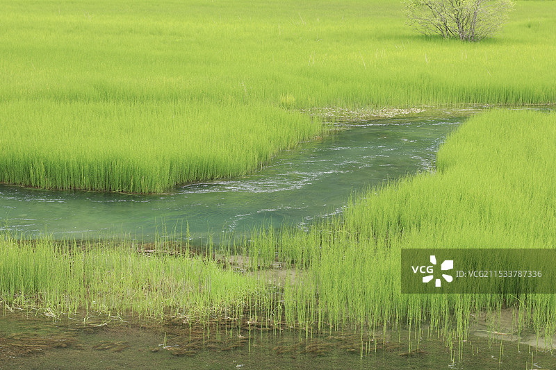 水草丰盈图片素材