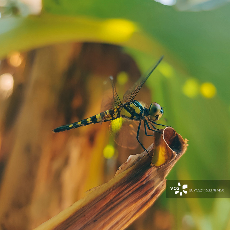 枝头小憩图片素材