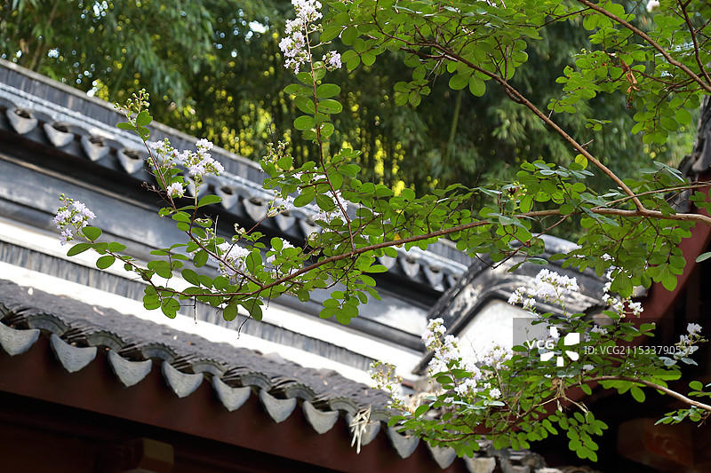 镇江焦山碑林紫薇花开图片素材