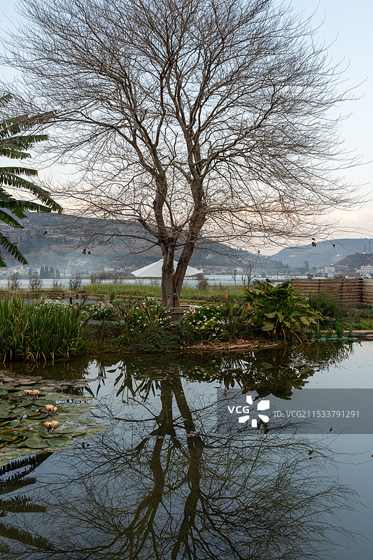 枯树与静水图片素材