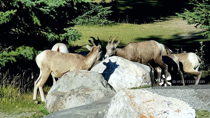 野山羊·班夫国家公园图片素材