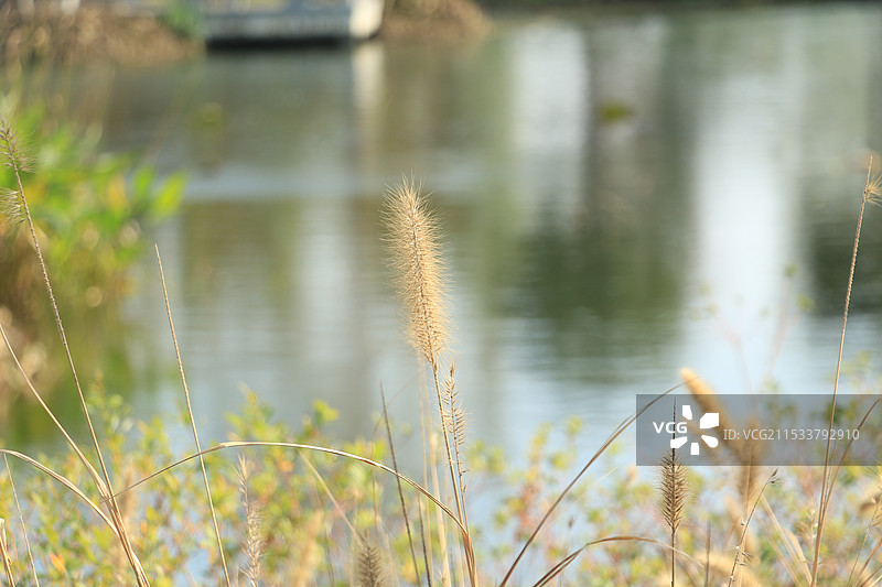 上海青浦淀浦河边的狼尾草图片素材
