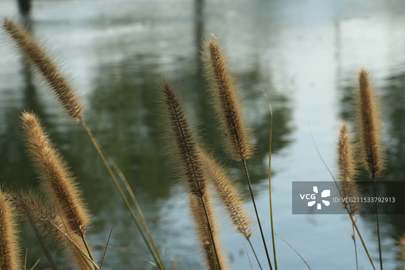 上海青浦淀浦河边的狼尾草图片素材