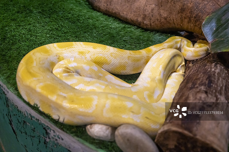 蛇黄金蟒的特写镜头图片素材