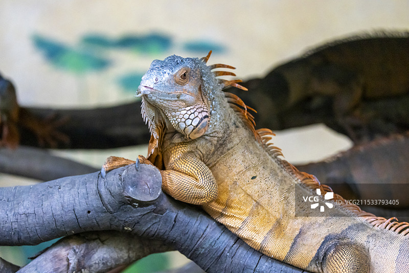 哥斯拉原型红鬣蜥图片素材