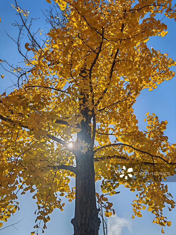 秋冬天 蓝天下的银杏叶树图片素材