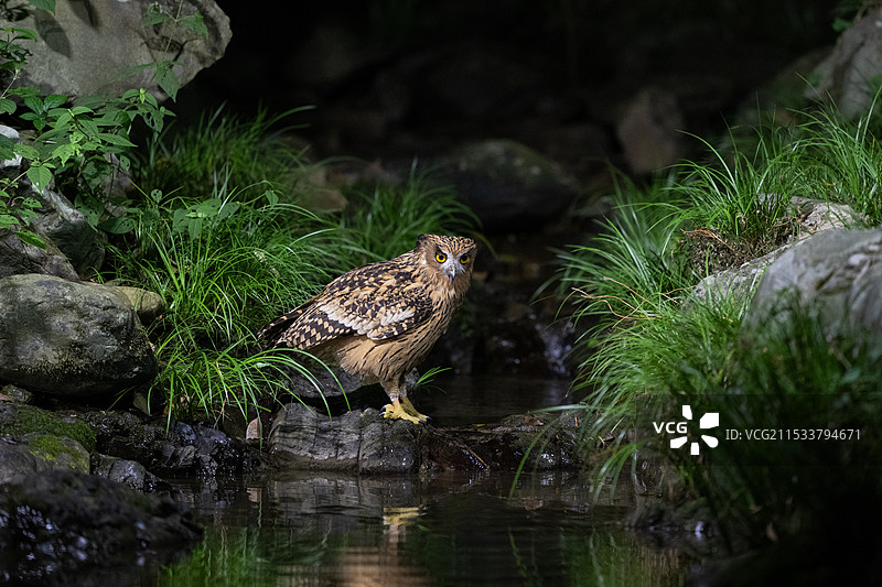 黄腿渔鸮图片素材