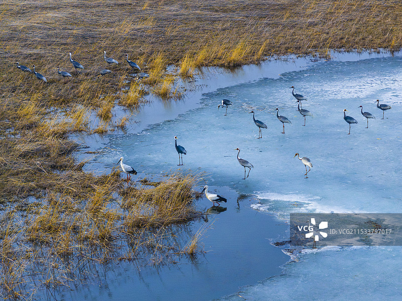 白枕鹤与东方白鹳图片素材