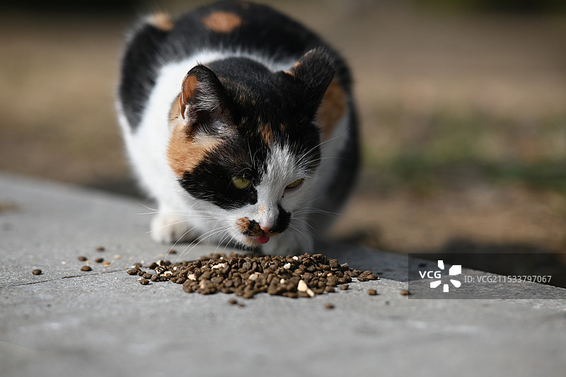 三花猫图片素材
