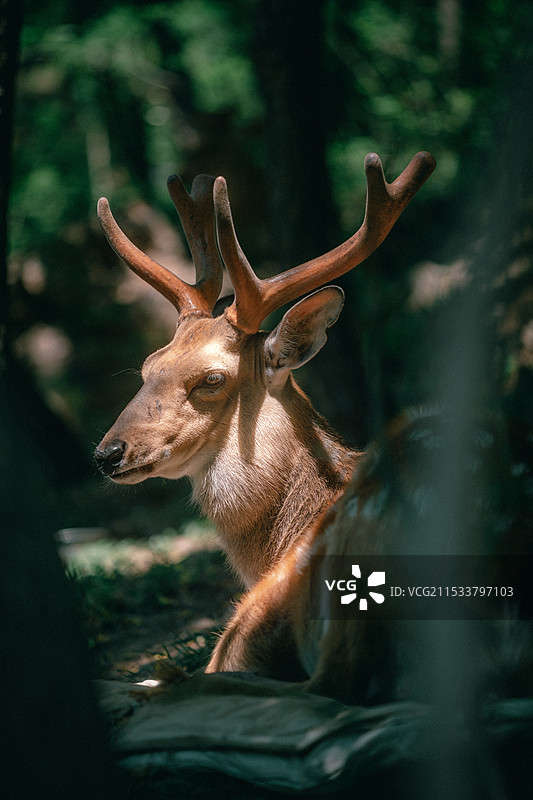 林深见鹿--大连的偶遇图片素材