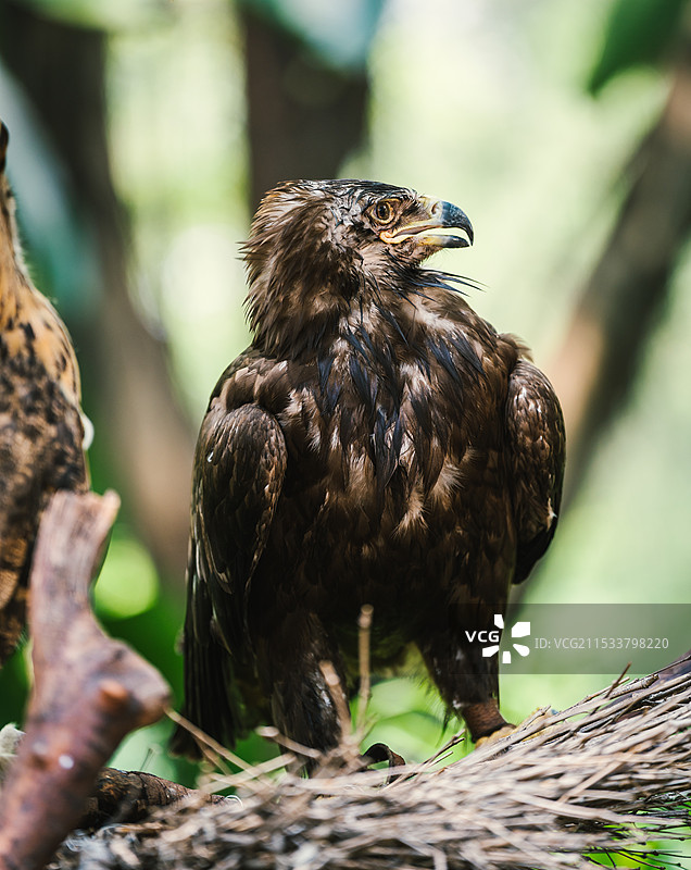 树上的鹰图片素材