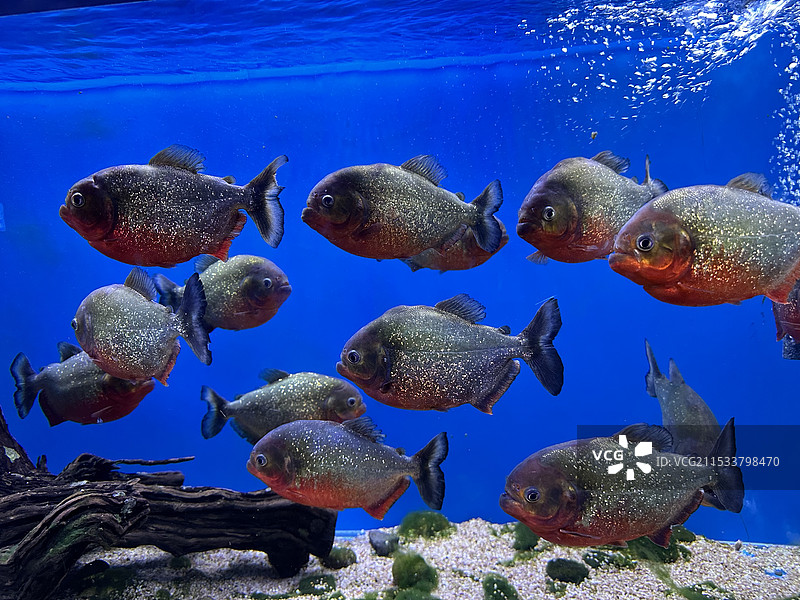 海底世界奇妙动物图片素材