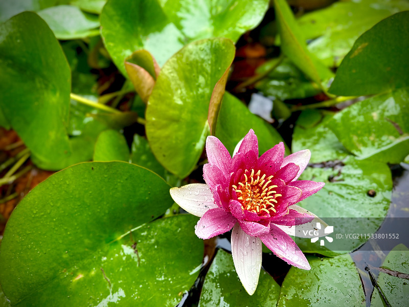 湖中粉红色睡莲的特写镜头图片素材