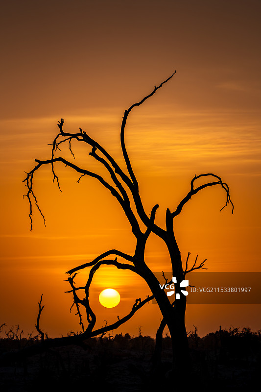 不倒的胡杨图片素材