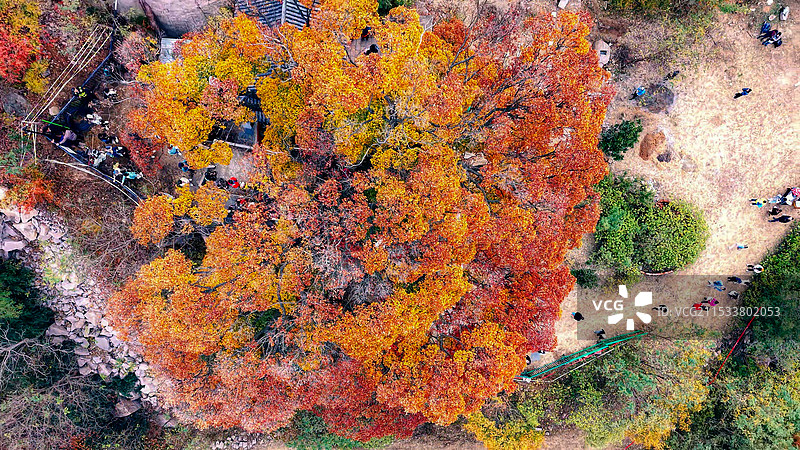 秋天的青岛崂山奶奶庙神清宫五角槭图片素材
