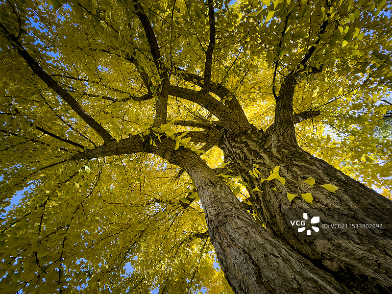 深秋银杏图片素材