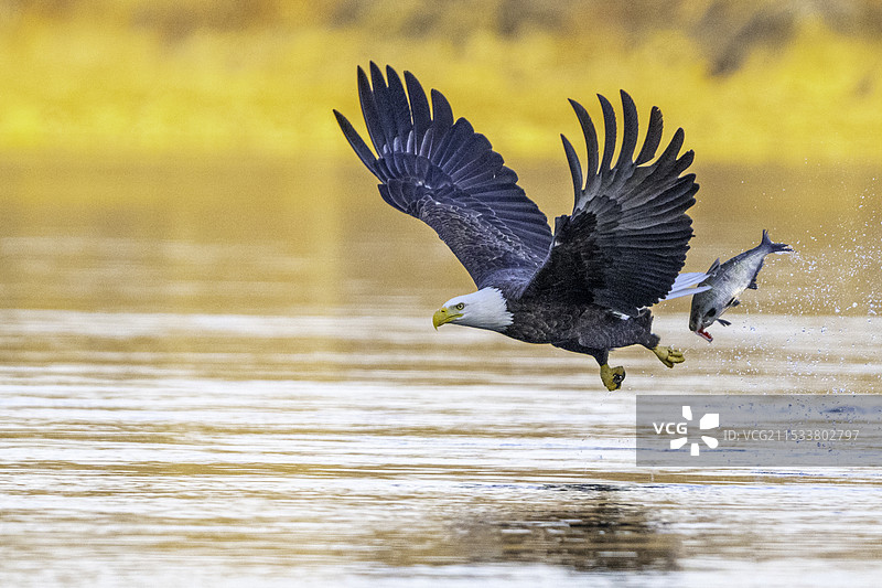 夕阳下白头鹰和跟着飞的大鱼图片素材