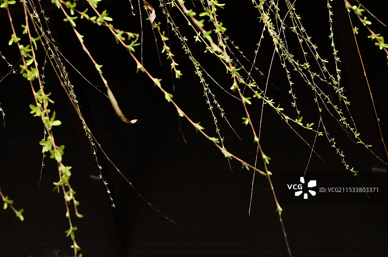 春天的脚步图片素材