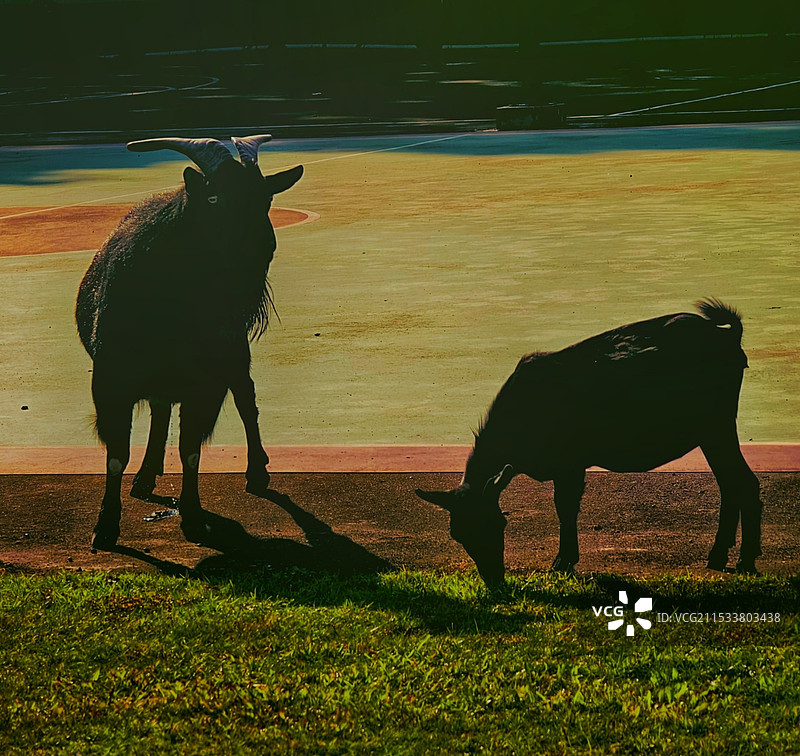 山羊恋曲图片素材