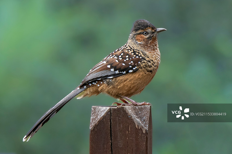 大噪鹛图片素材