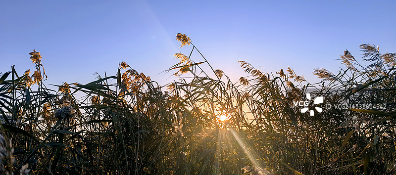 日落芦苇滩+辽宁省盘锦市大洼区榆树街道老坨子图片素材