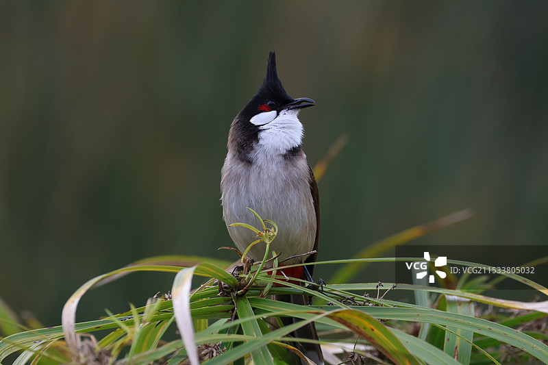 红耳鹎图片素材