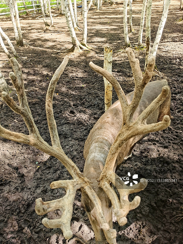 森林中树木与鹿角的高角度视图图片素材